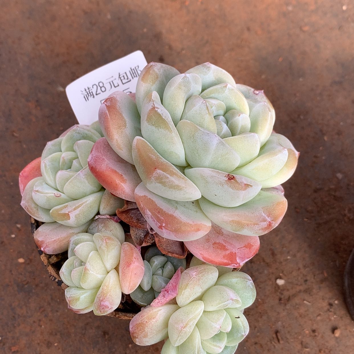 【闪购商品】云535号冰玉5头