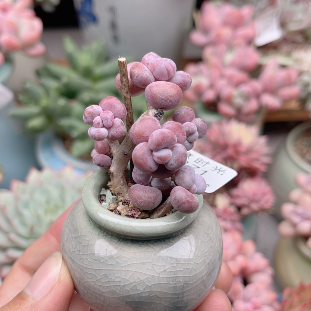 371 腰子蛋 带陶瓷盆发货 一物一拍