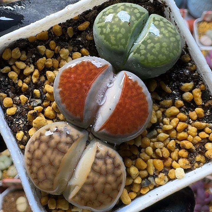 生石花1111。      130