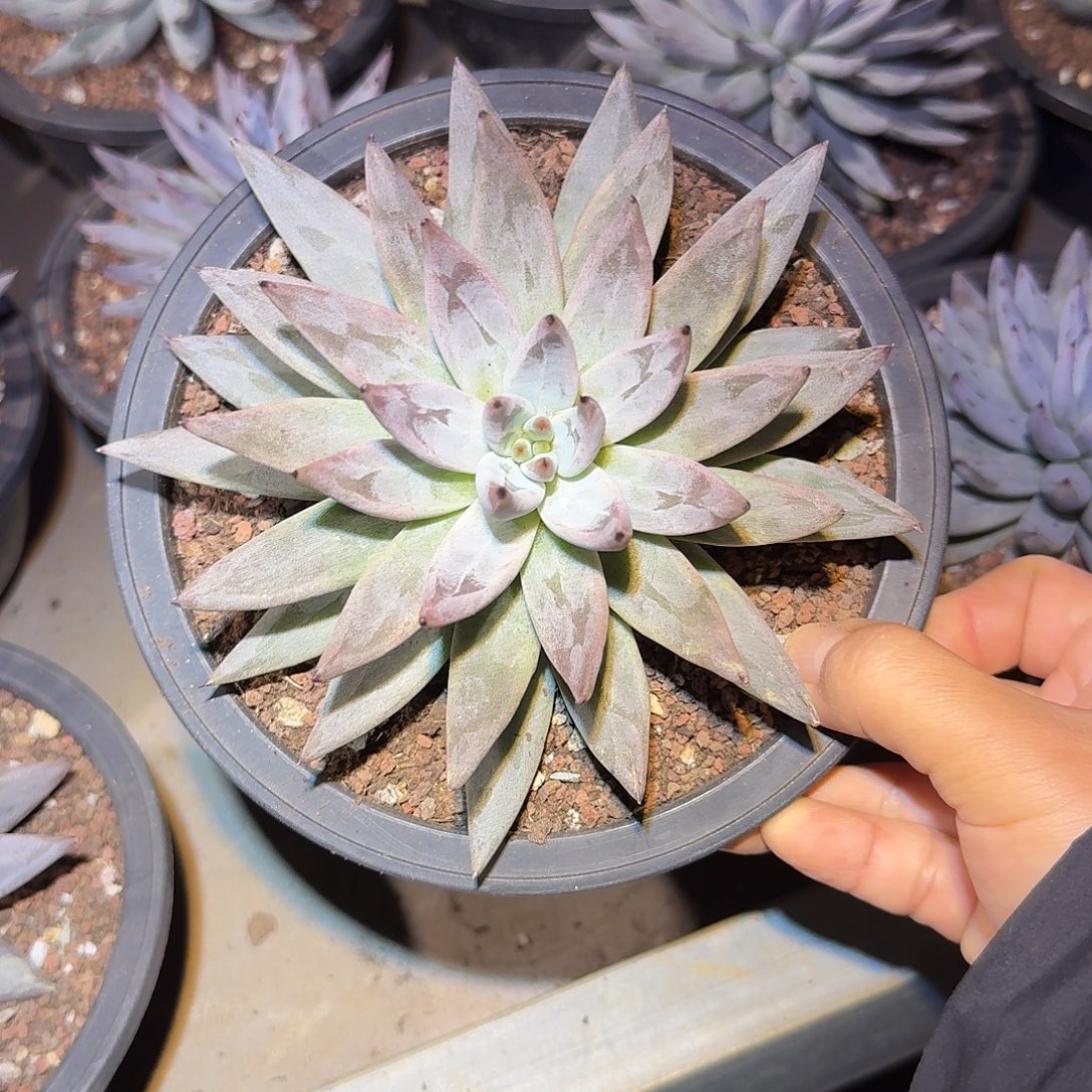 魔爪大单头15公分