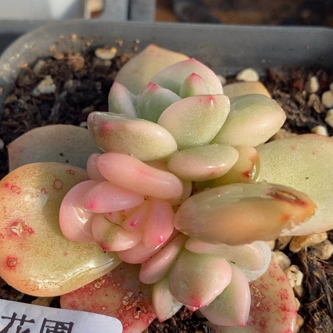 856福利梦露锦底座双头福伦