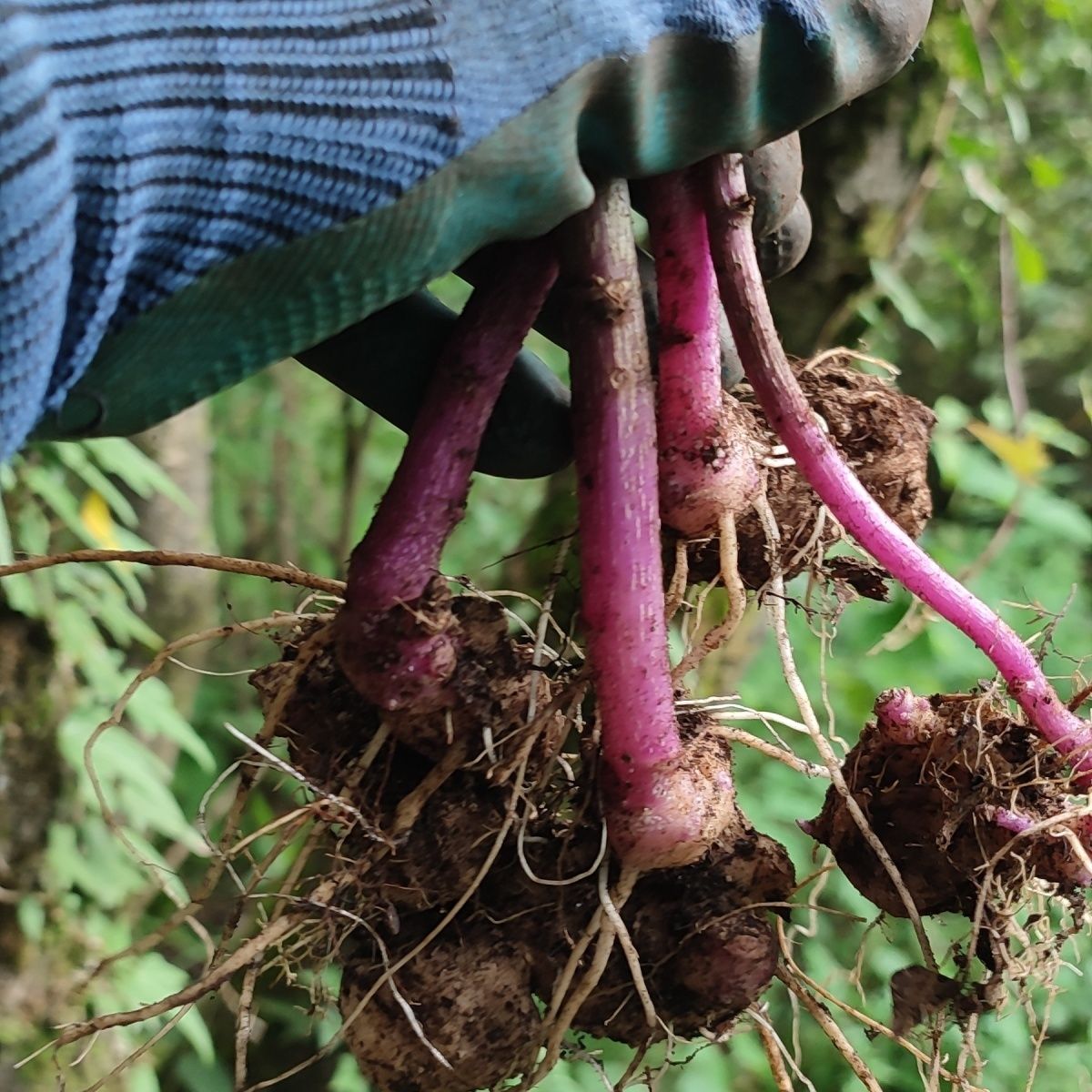 贵州绿植适合盆栽血当归菊叶三七可观赏一棵