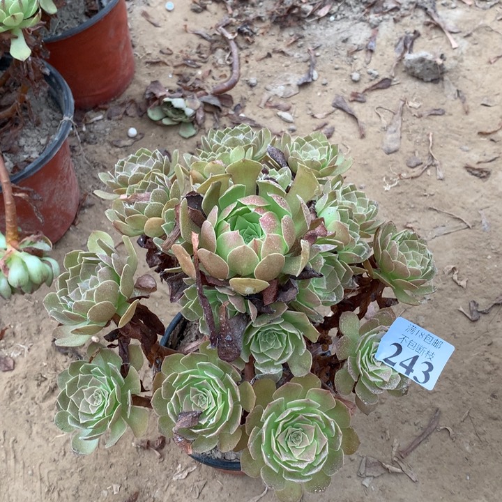 243黑魔手捧1号棚