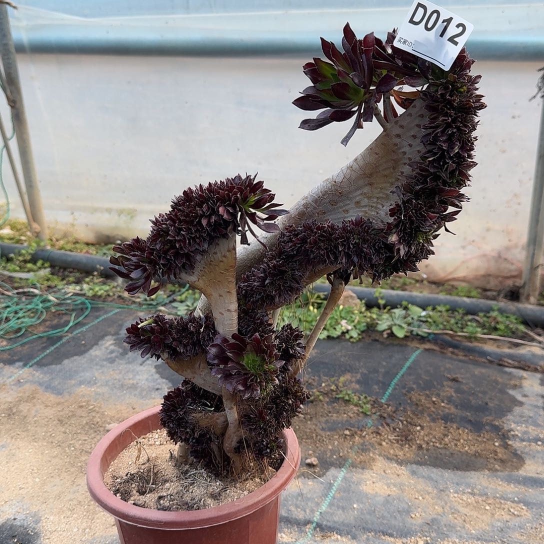 012黑法师一颗呀呀呀