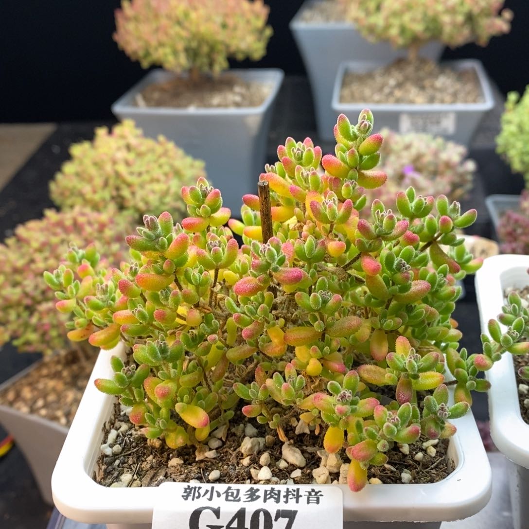 E****t407红宝石。         