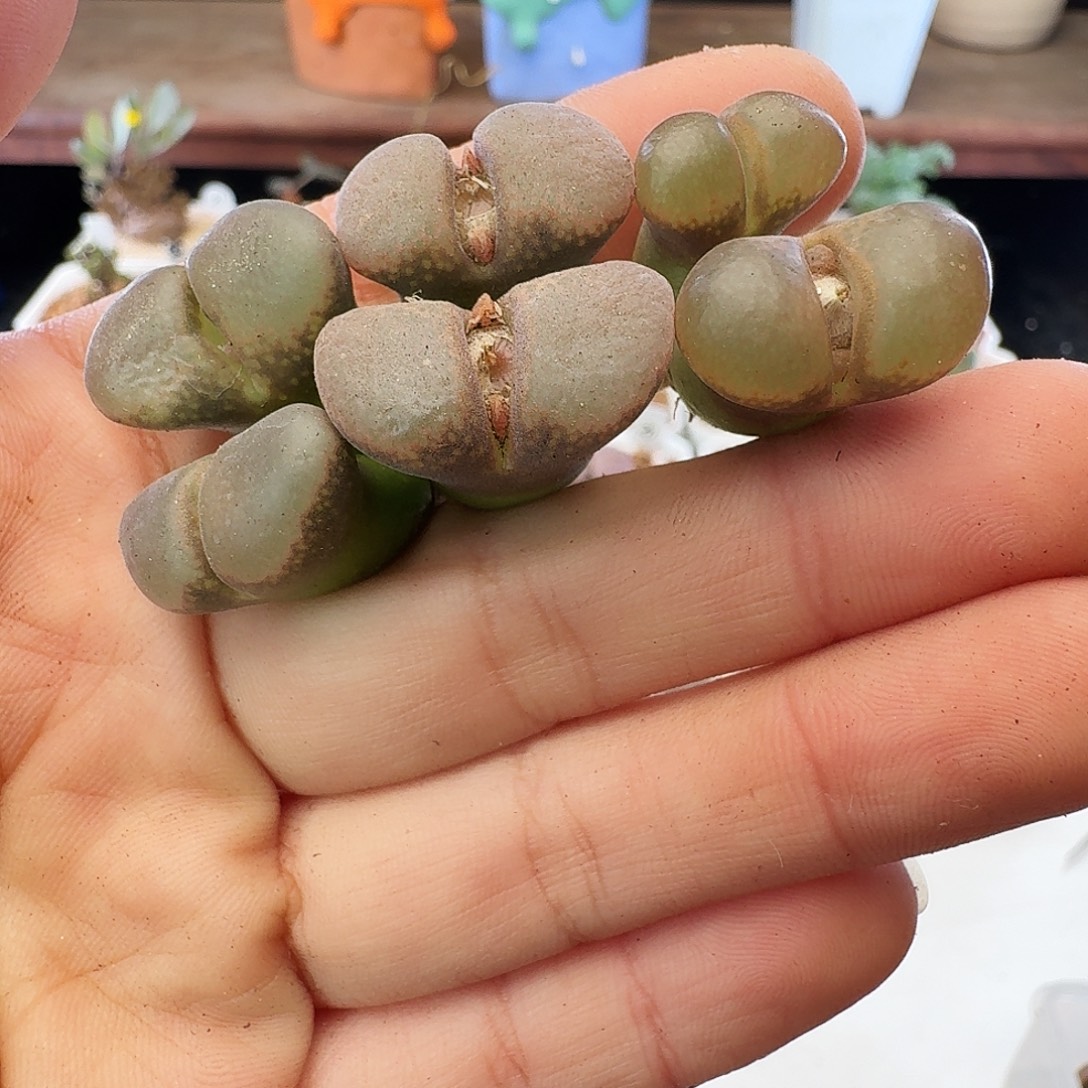 紫罗兰瑕疵福利介意慎拍154