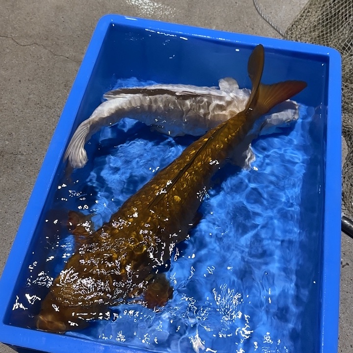 海水鱼赤目芒果红茶