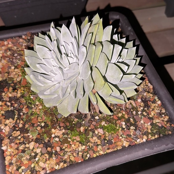 ？***仙女杯新品多肉植物