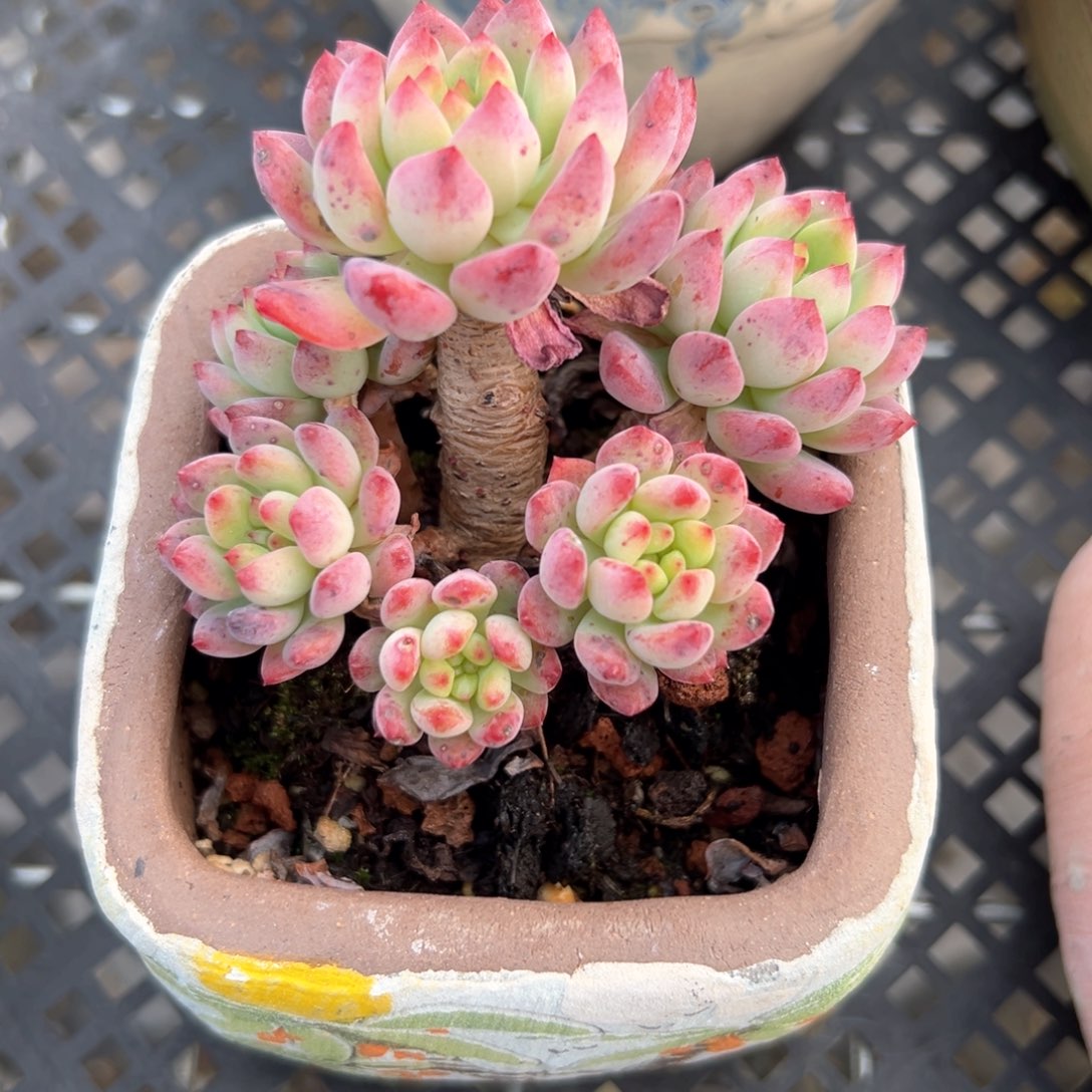 蓝苹果（满38包邮）多肉