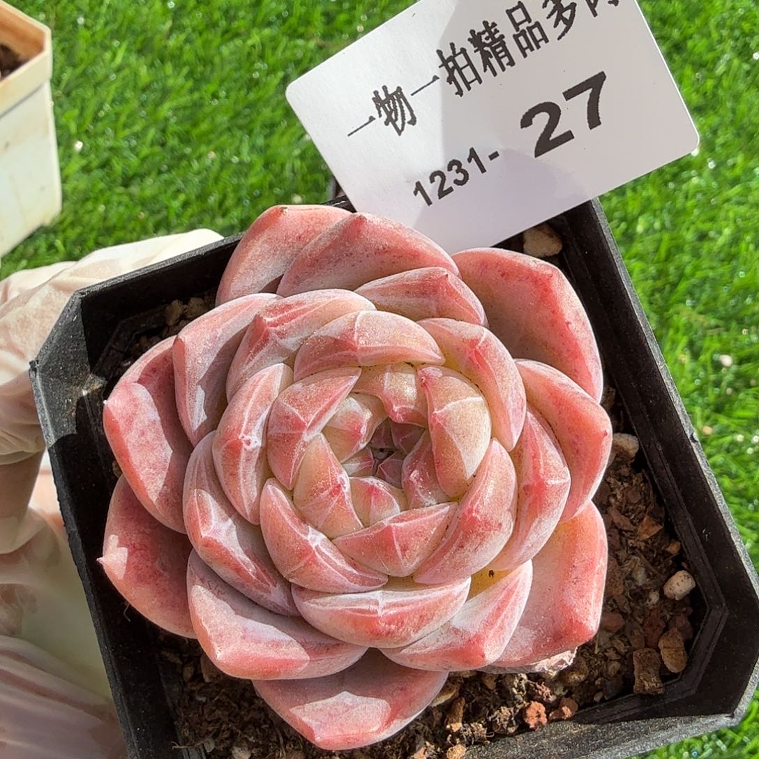 1231-27多肉一物一拍