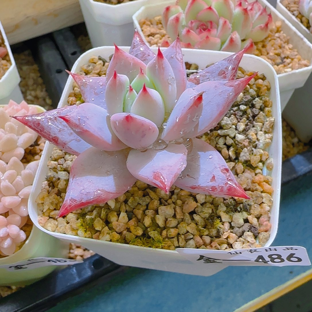 芷若，486，仙农出品多肉