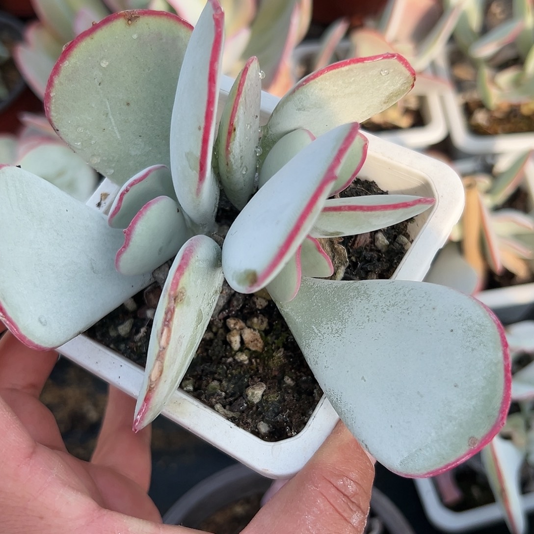 多肉植物白眉群生