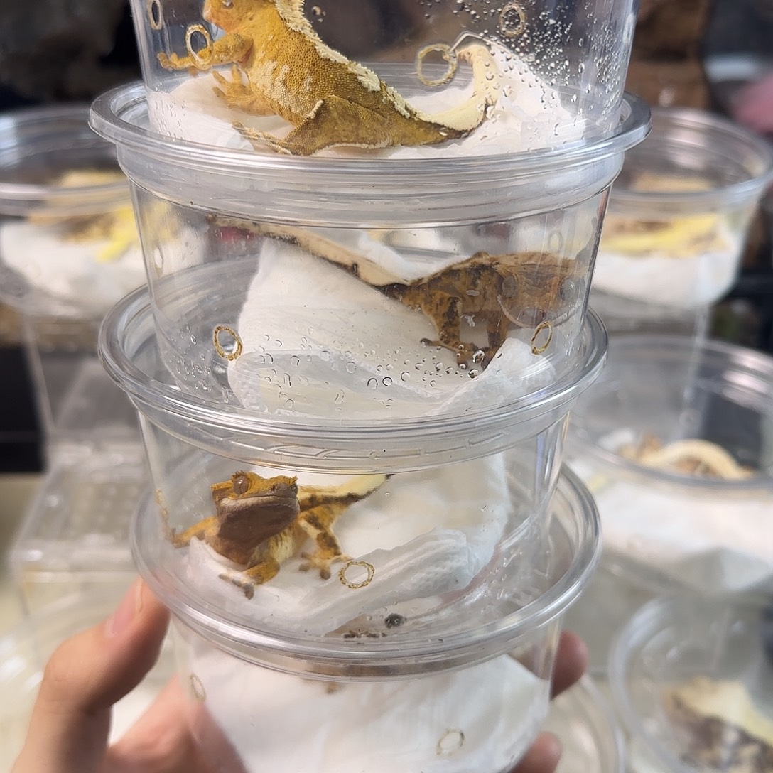 睫角守宫奶油四选一