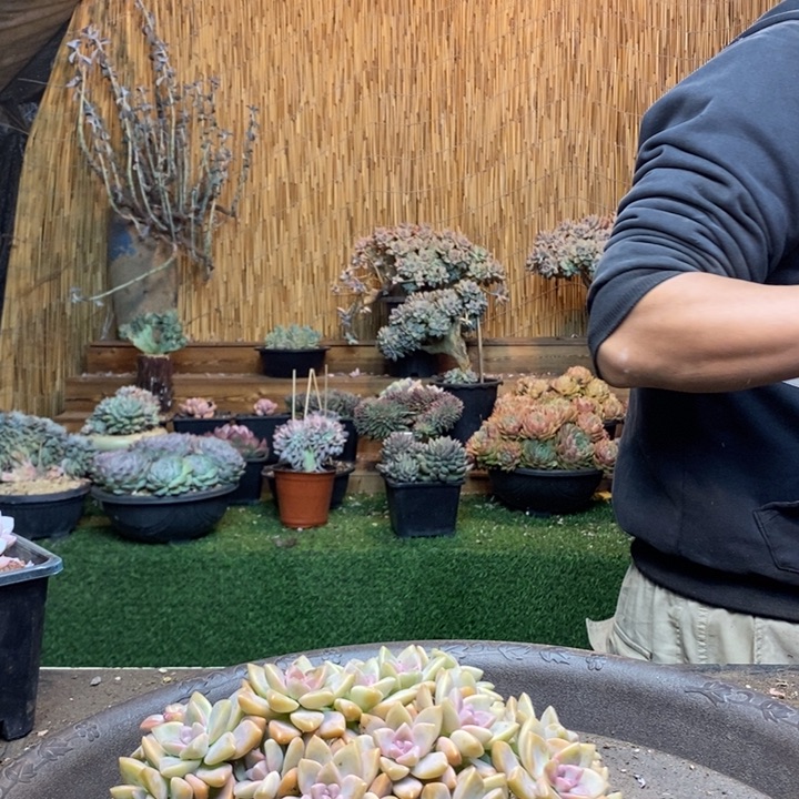 杨***阳273号淡雪多肉植物