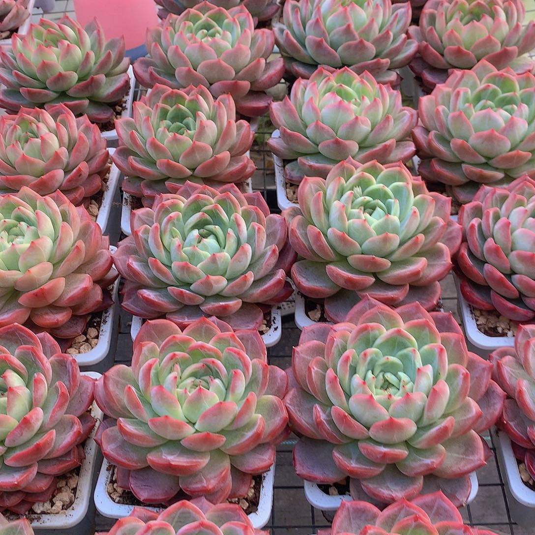 大号红鸾3566889900000