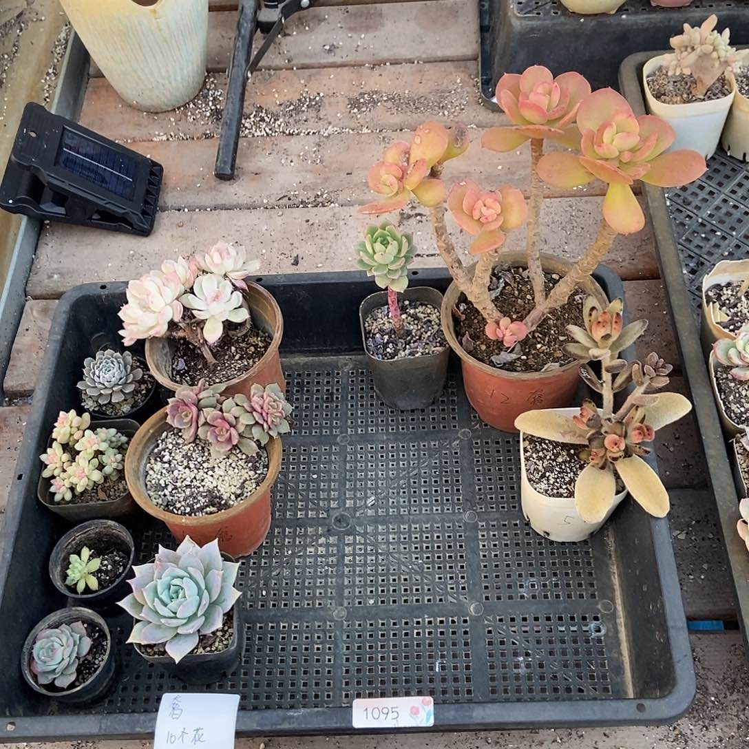 1095号多肉植物10个奢专拍湖北