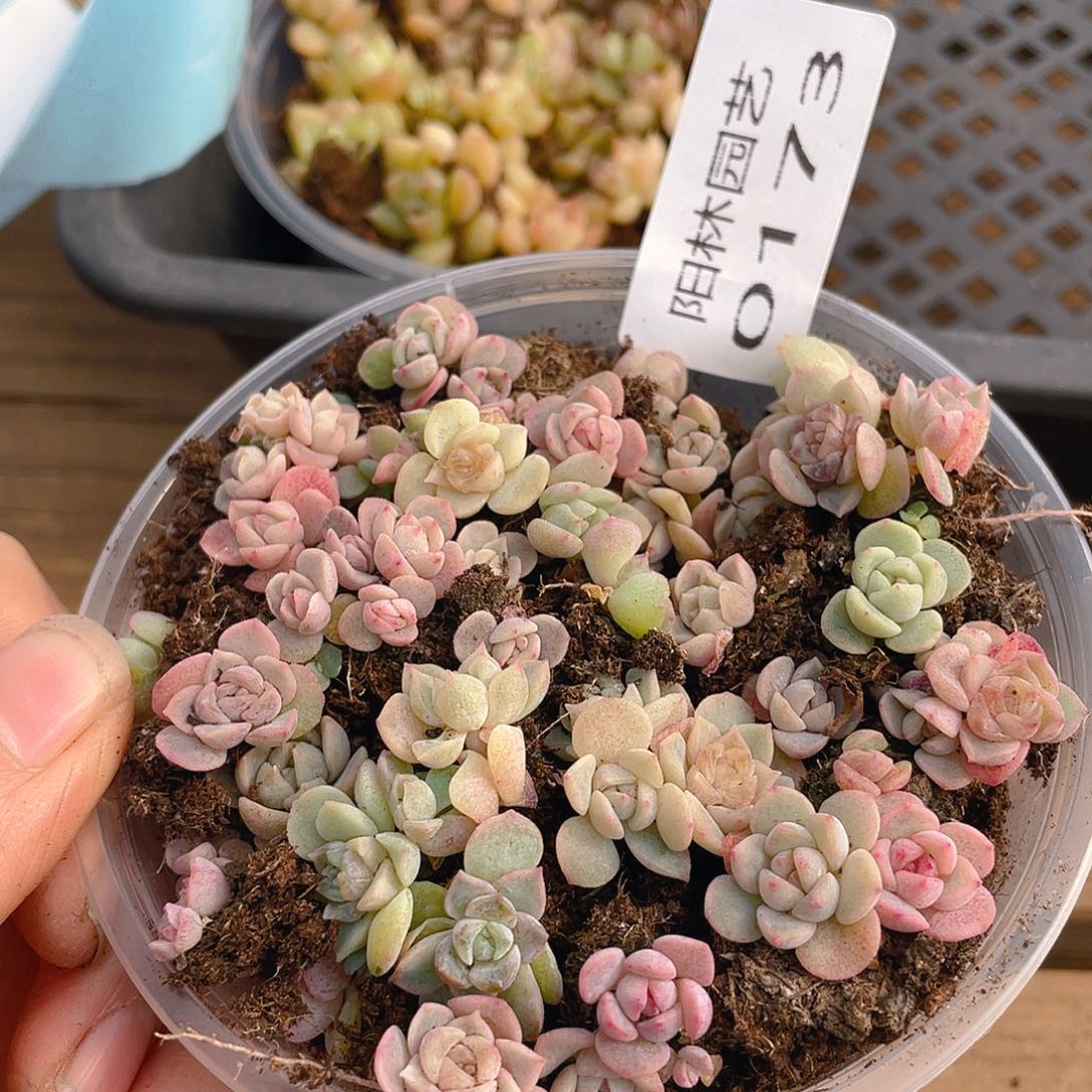 多肉植物多肉植物173