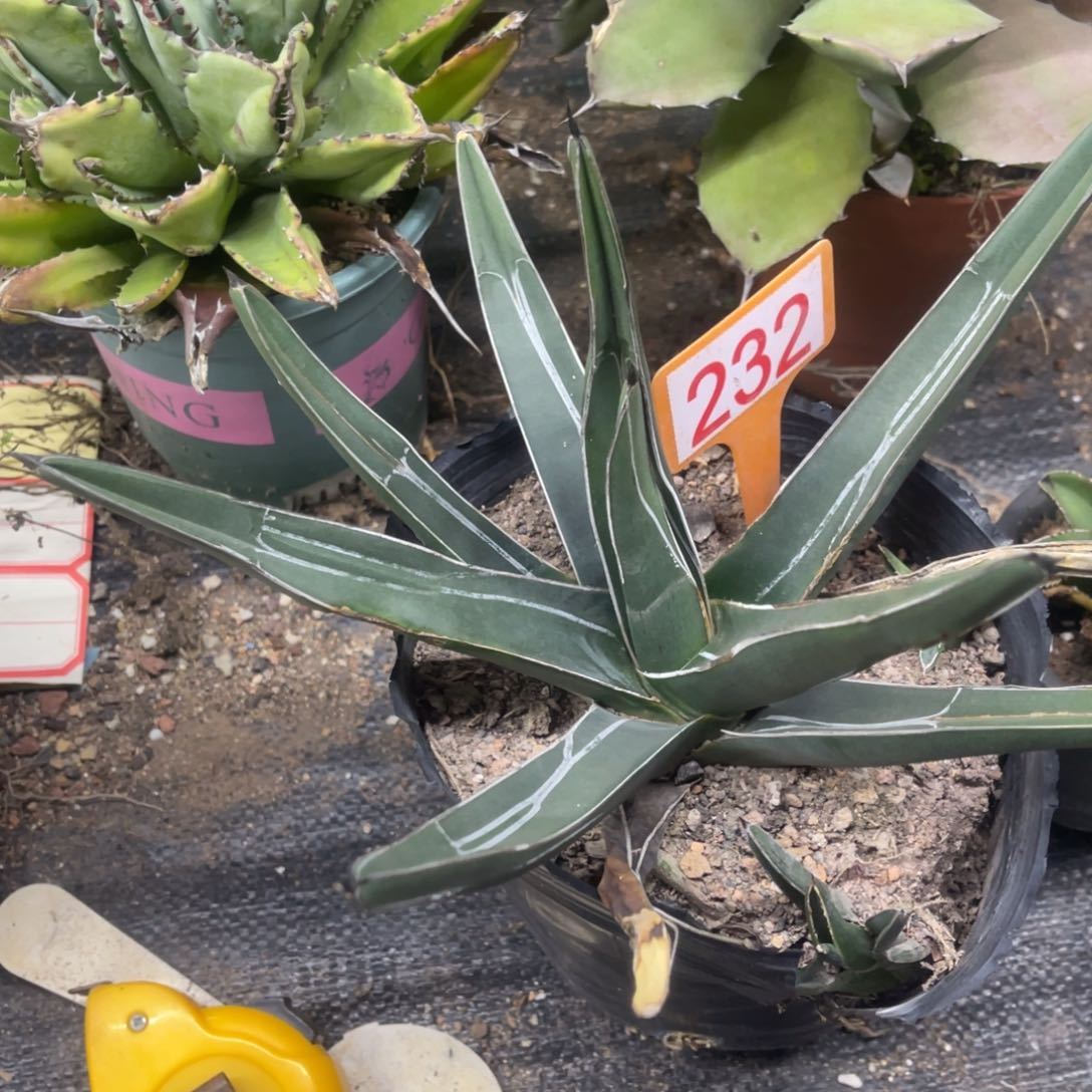 流星龙舌兰笹吹雪