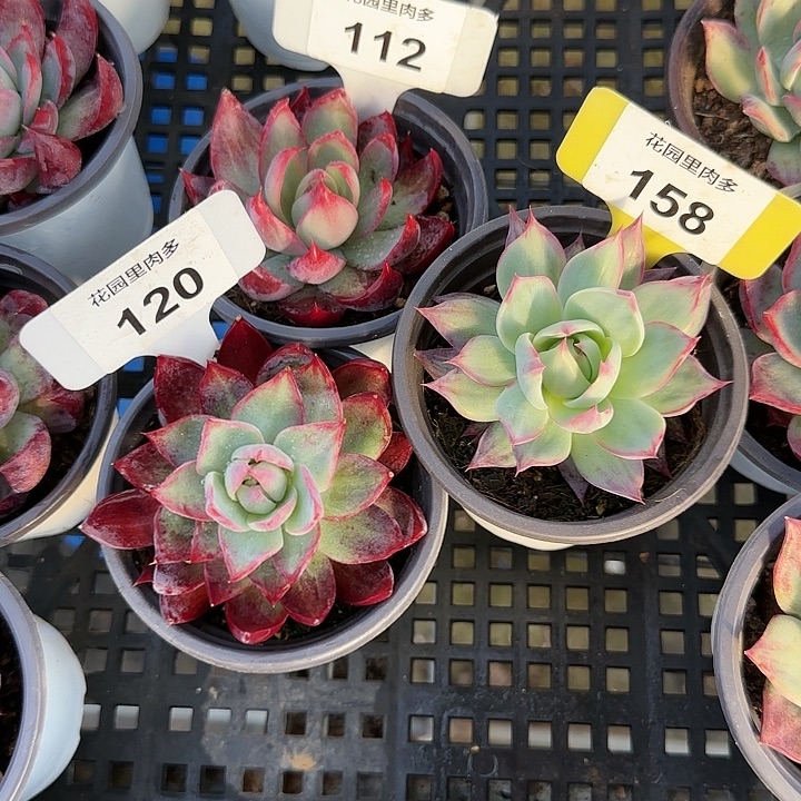 幻***听112、158、120 惊鸿仙子多肉植物6-9cm