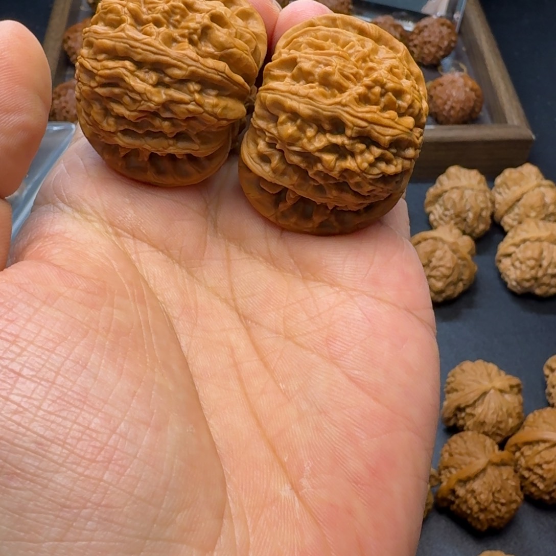 核桃42加打底白狮子