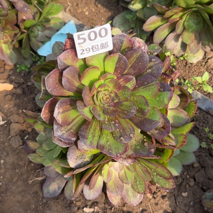 花月夜……多肉植物……