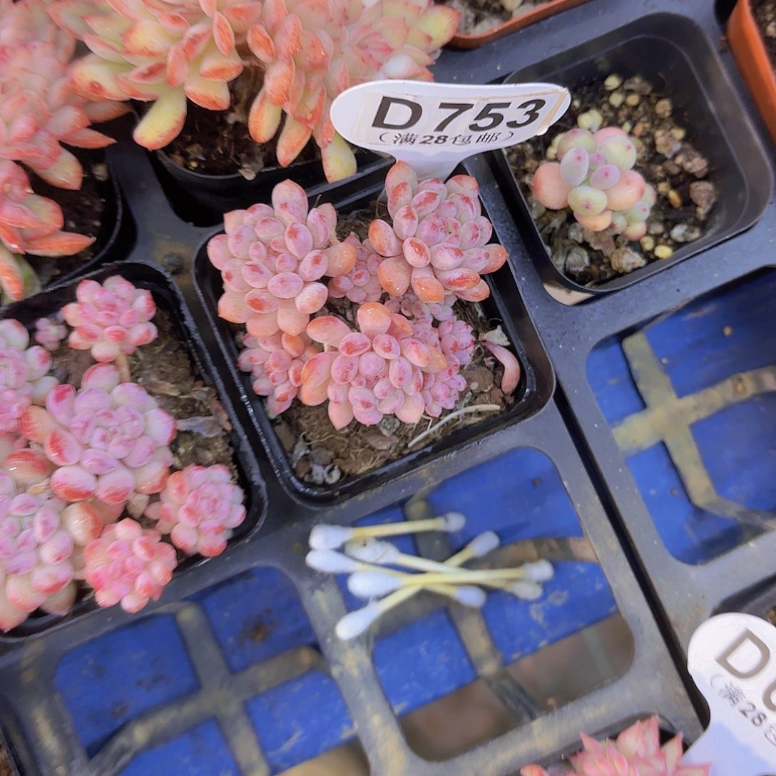 D753萌豆一物一拍