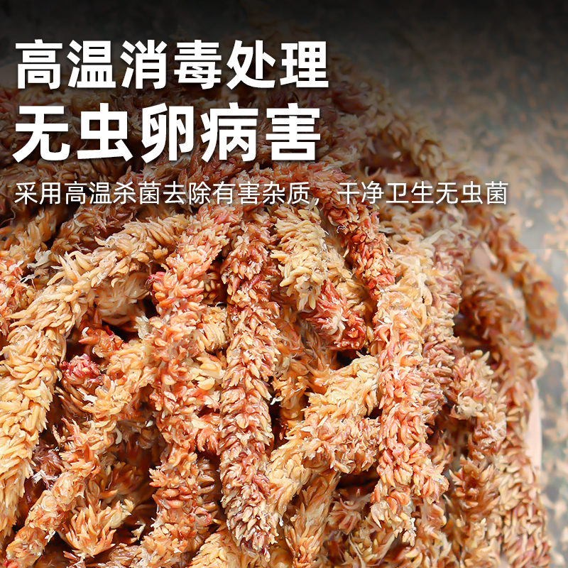 【密斯雪】蝴蝶兰水苔 智利进口毛毛虫水苔