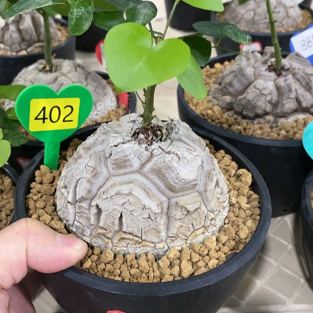 南非龟甲龙龟甲龙