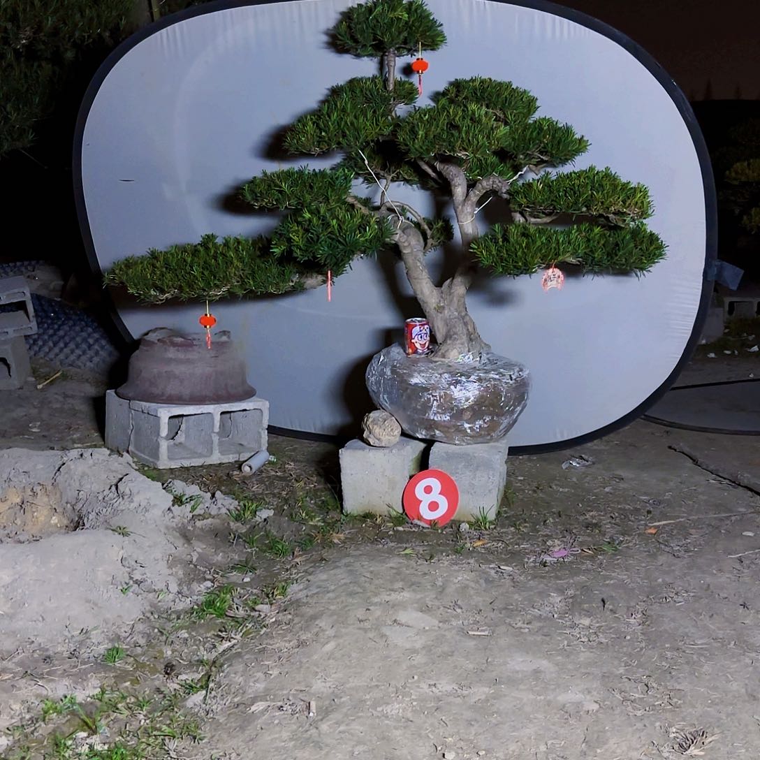 无花朵精品小叶雀舌罗汉松盆景