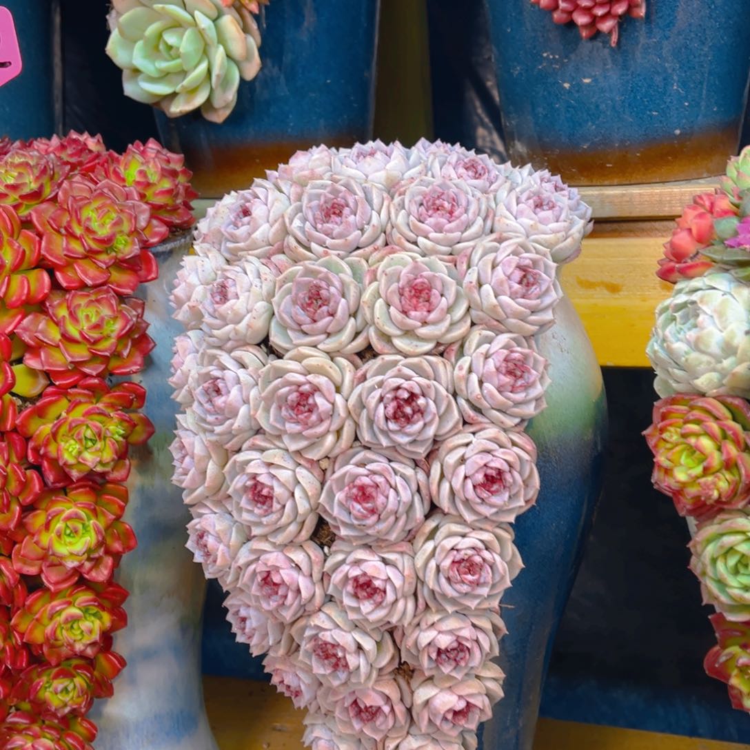 这个是真的好看粉天鹅