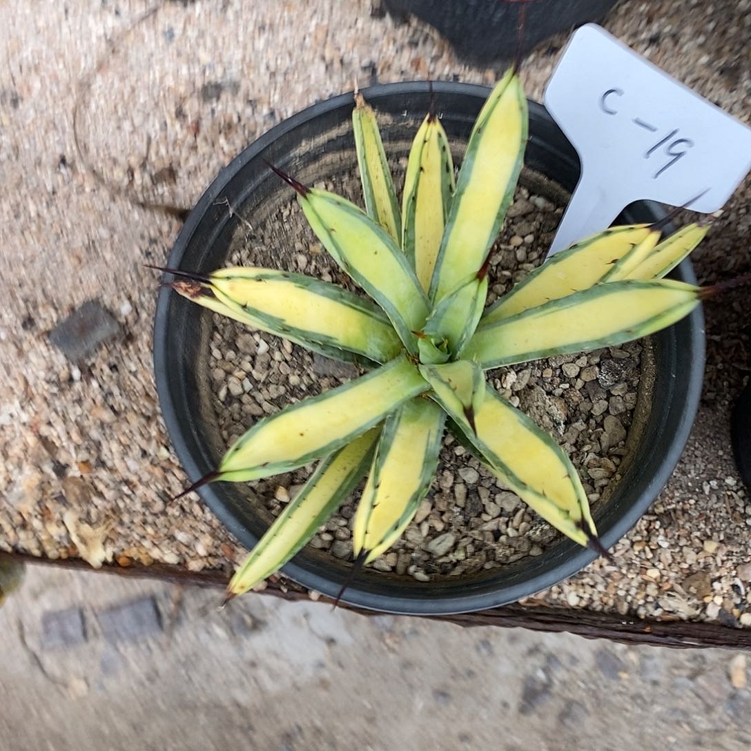 绿肌八荒殿黄中斑