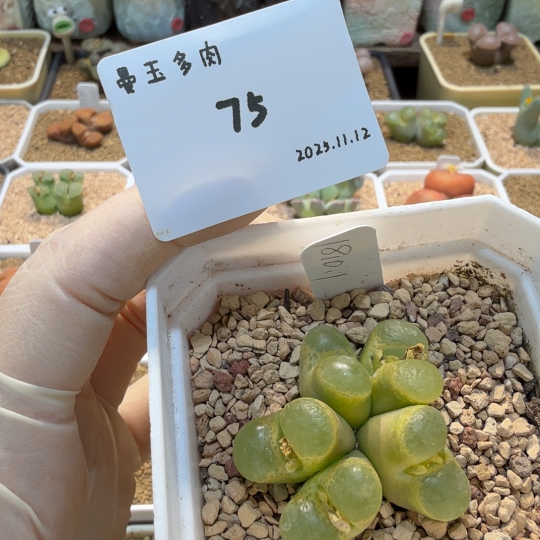 P***.多肉多肉多肉11.12-075 