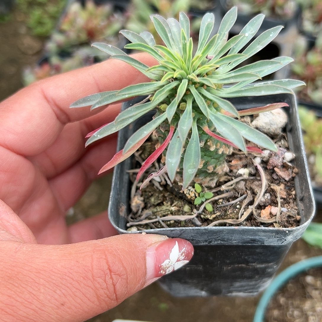 多肉植物多肉植物