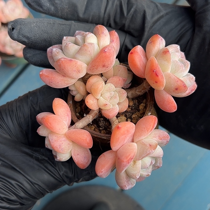 3450，七头冰玉带盆发的时候