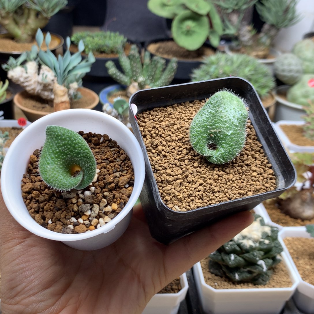 刺叶毛叶李金花母本带盆