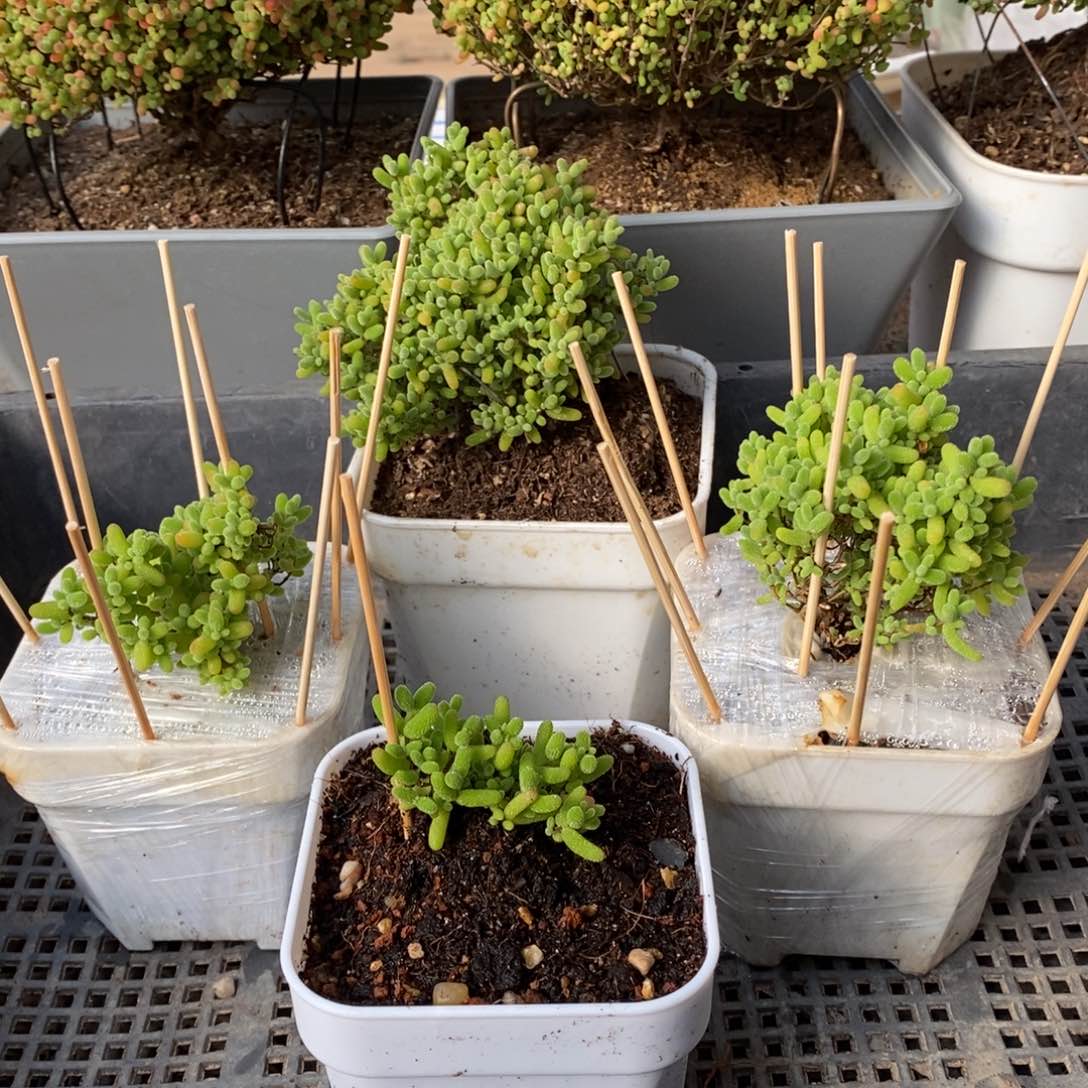 枝干番杏蜜桔糖球321