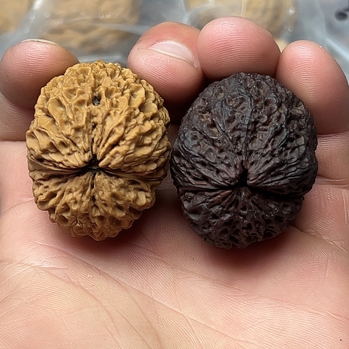 核桃15号铁狮子40尺