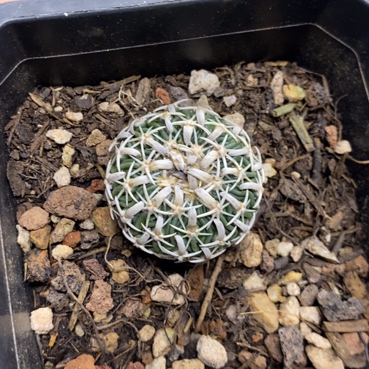 实生短豪刺太刀岚特价
