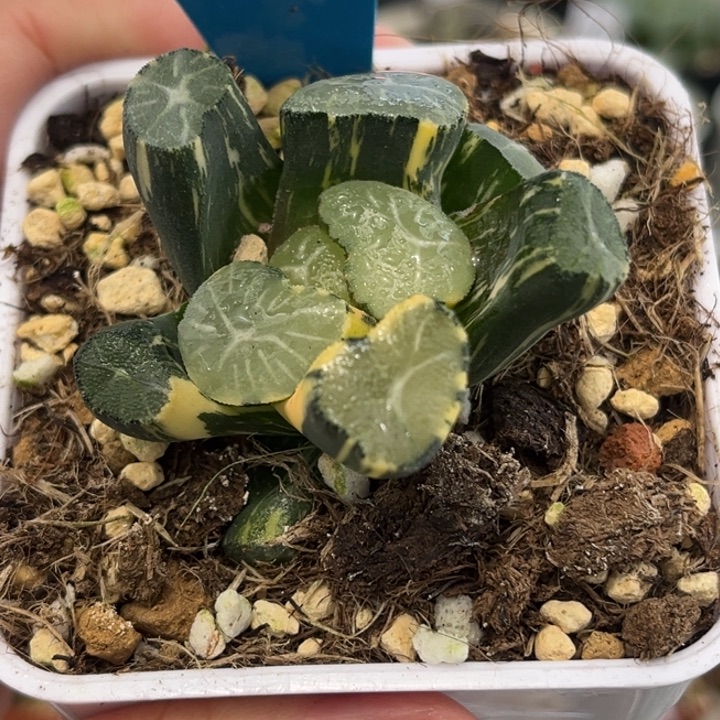 149玉龙万象锦发发发发发发