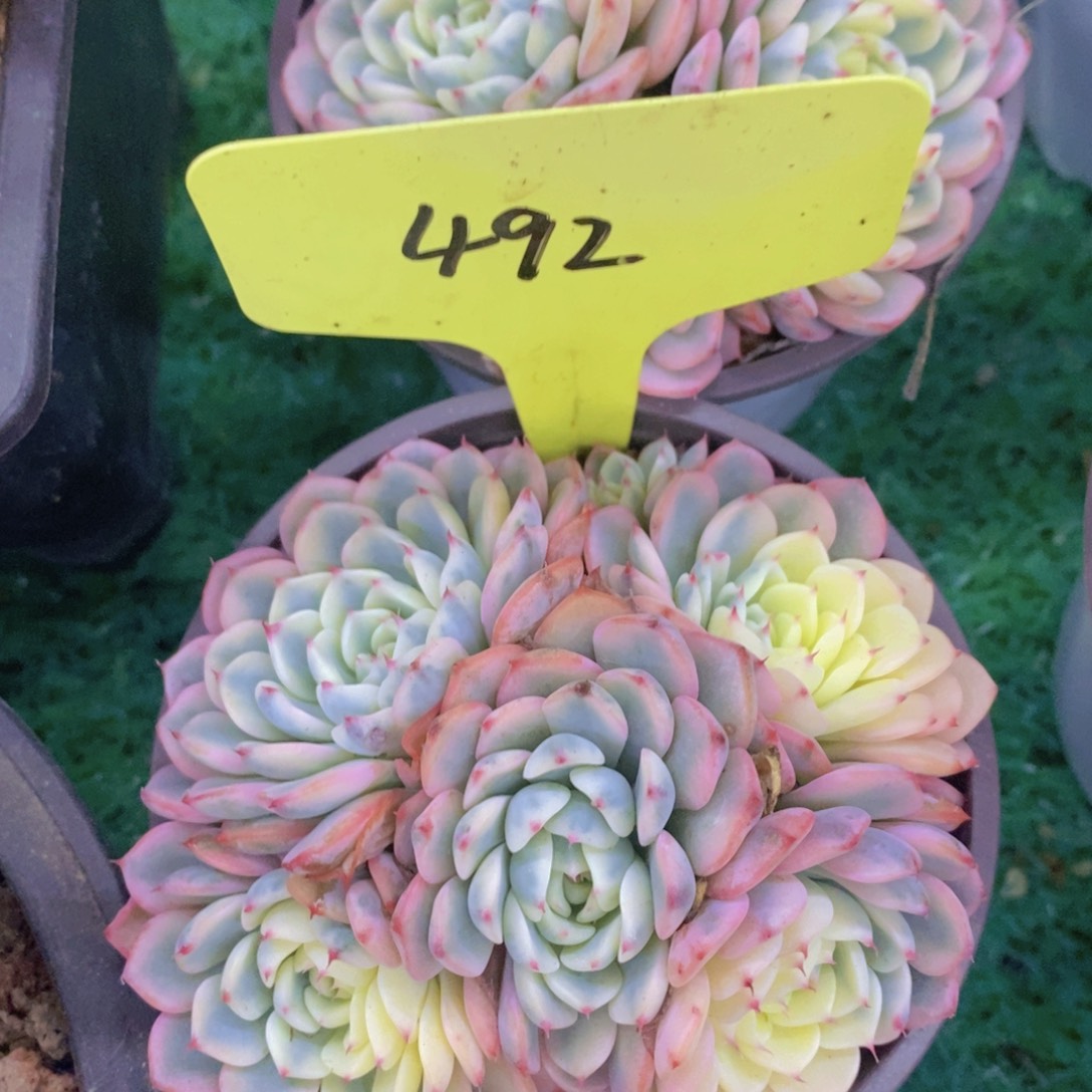 开心多肉，首播福利3