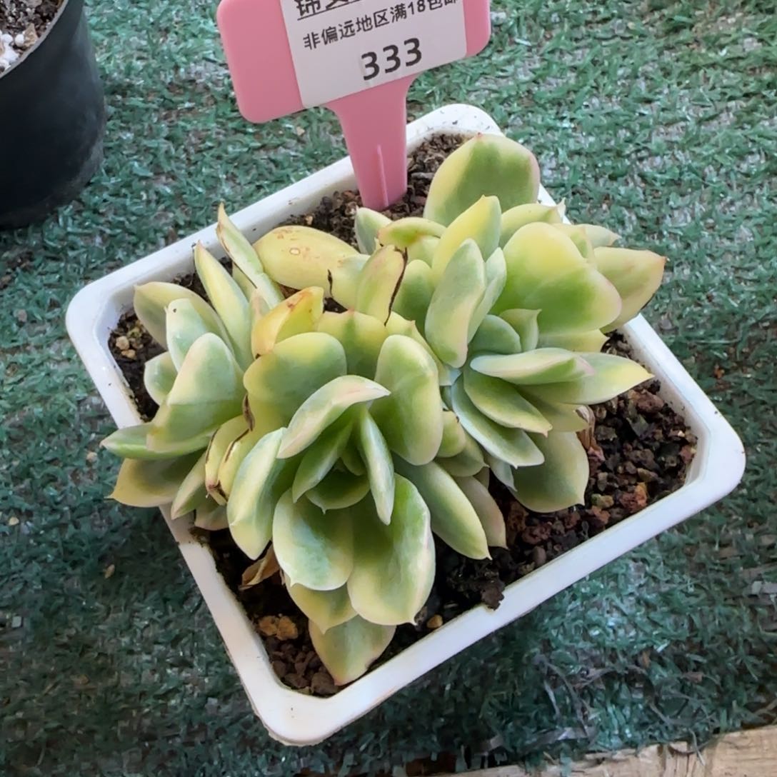 小****肌锦安精品多肉编号333