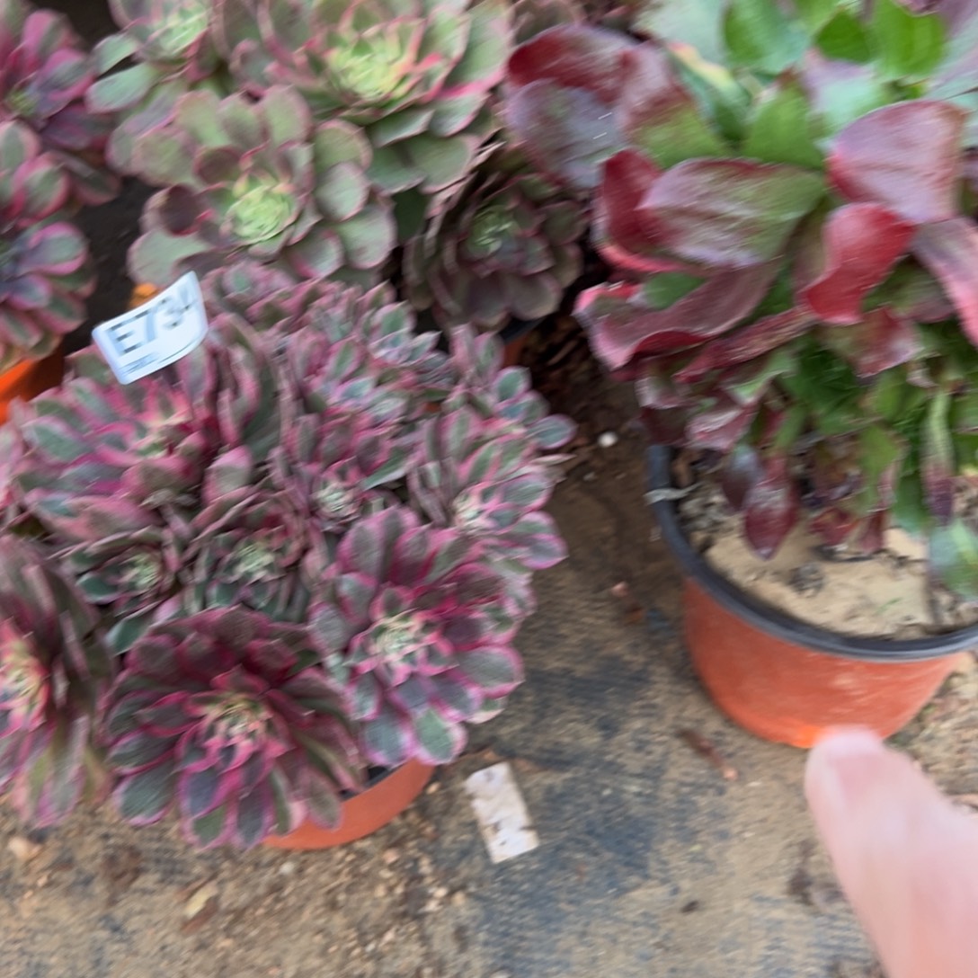 734半糖多肉植物法师多肉