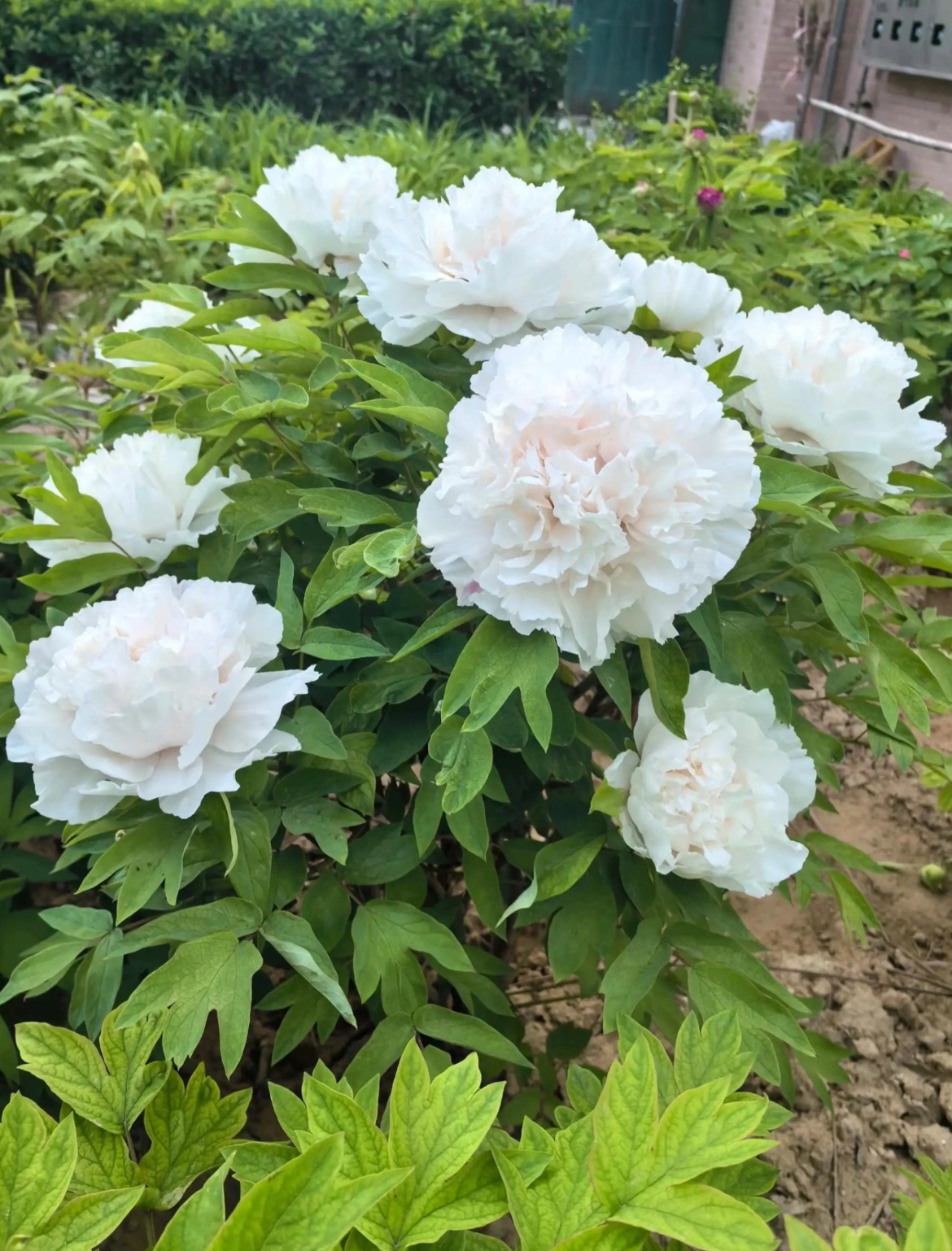 高端牡丹【景玉】花型丰满优雅灵气 产地挖苗直发
