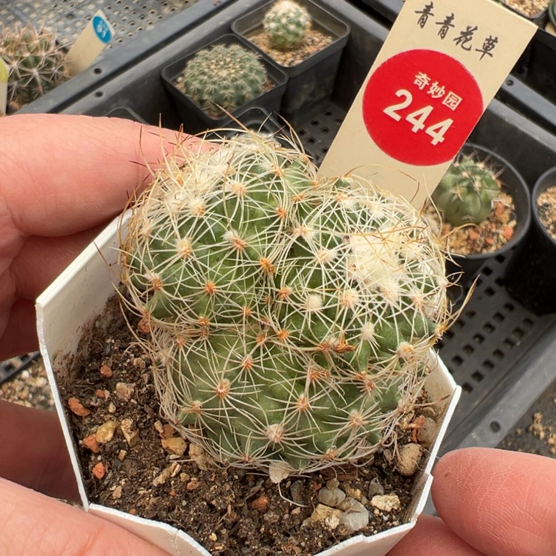 实生内里莎娇丽群一棵仙人球