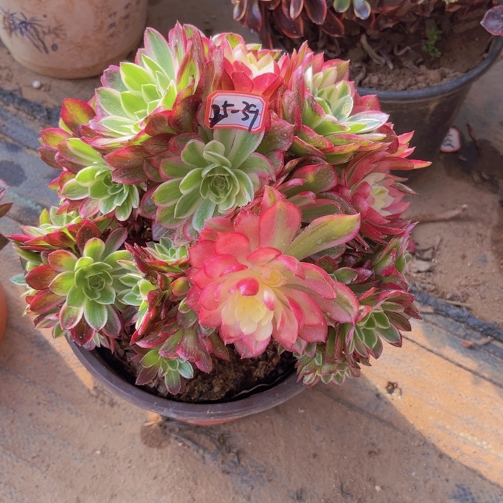 25-39海王朵朵有砍过处理不包售后多肉