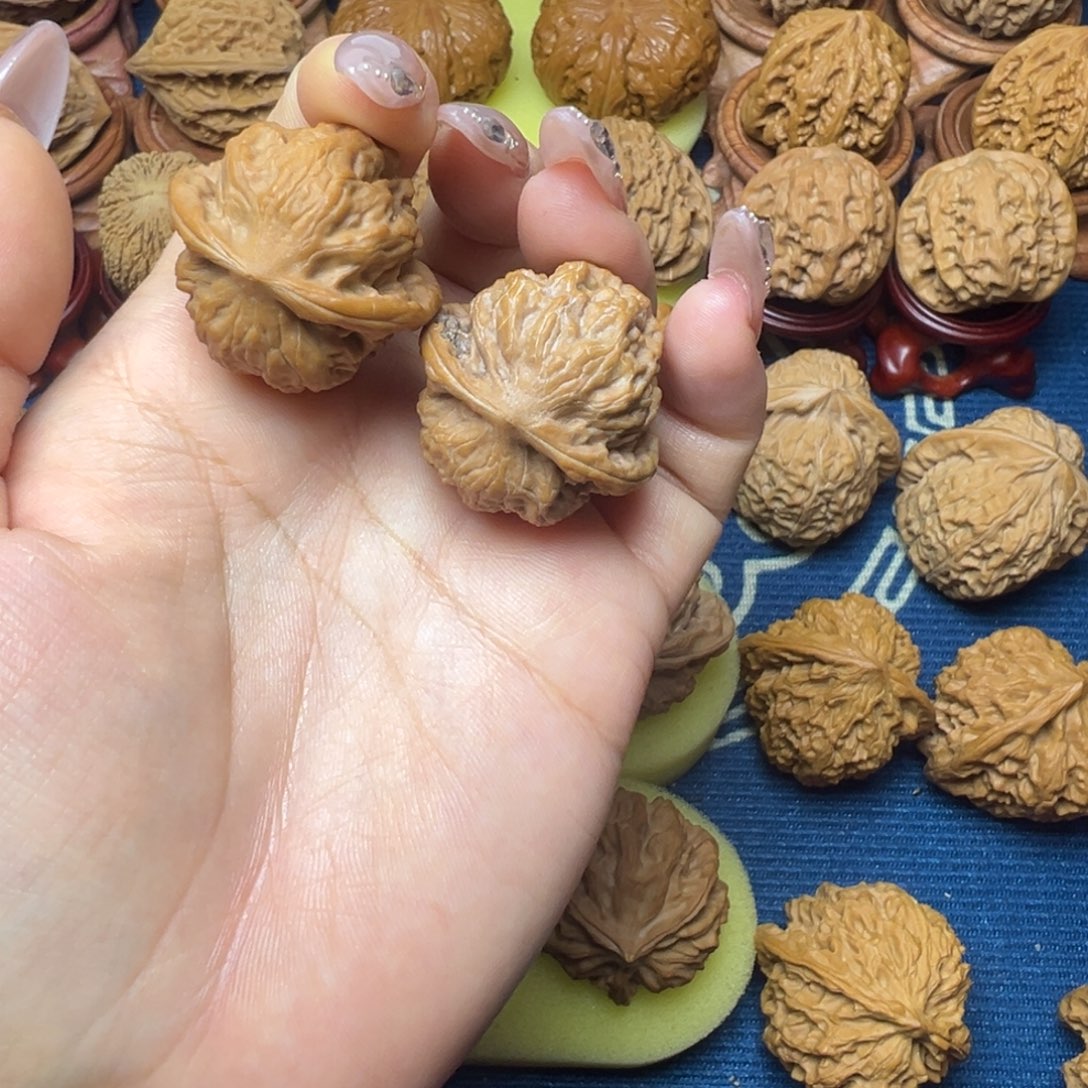 木质全品无修野狼