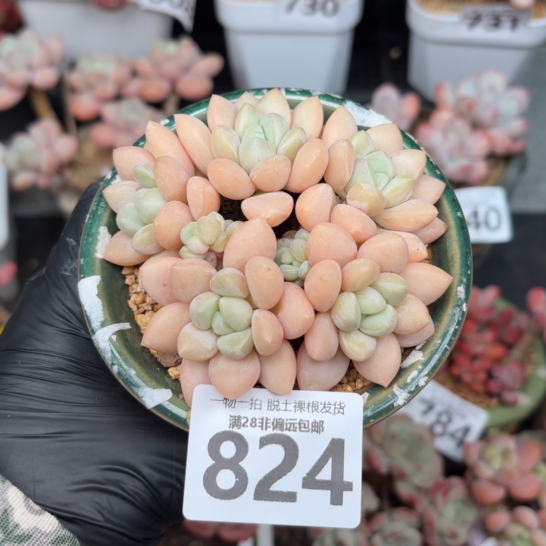 泡泡糖整群无盆土发货