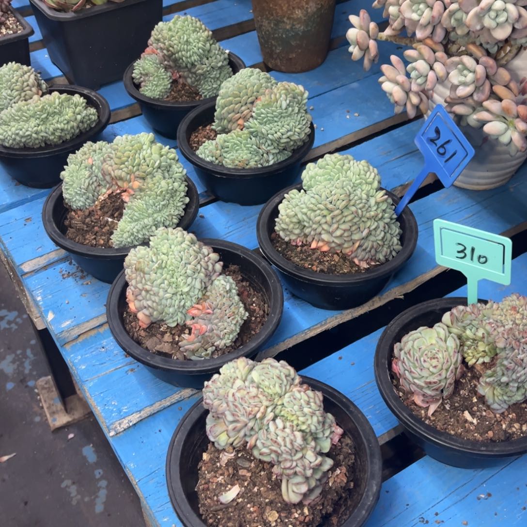 小雨多肉一物一拍白胖子缀化