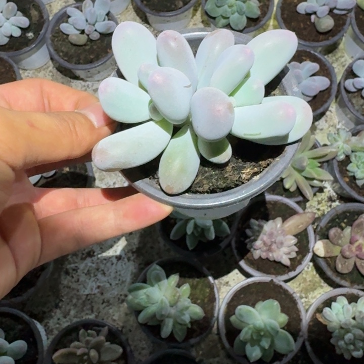 米可奶新号福利价