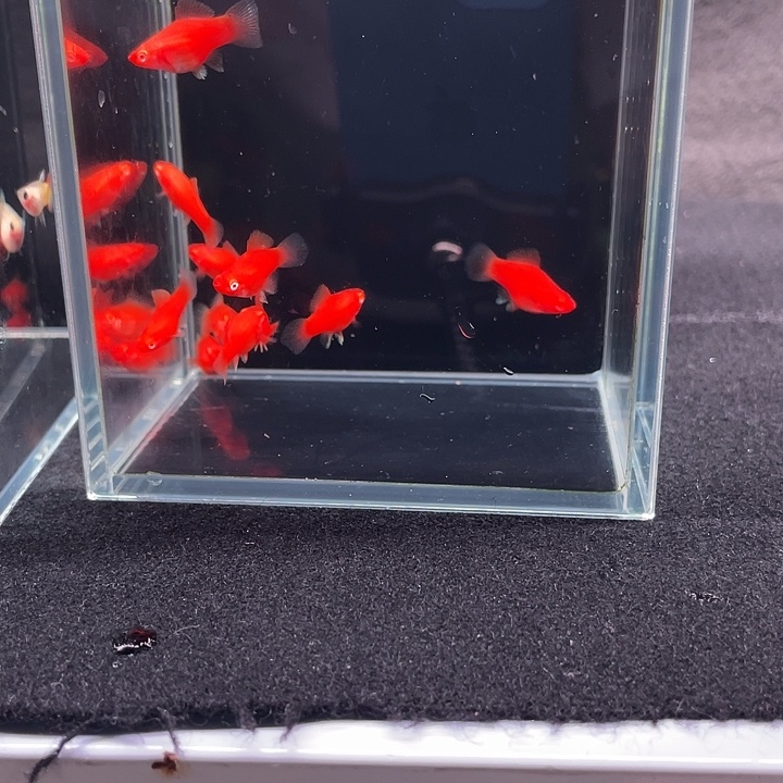 小红箭球鱼苗20条